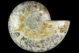 Bargain, Agatized Ammonite Fossil (Half) #111551-1